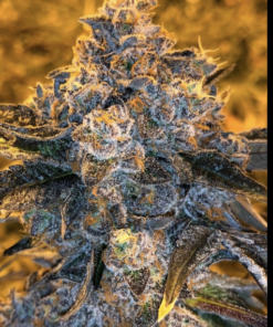 SEEDS JUNKY GENETICS